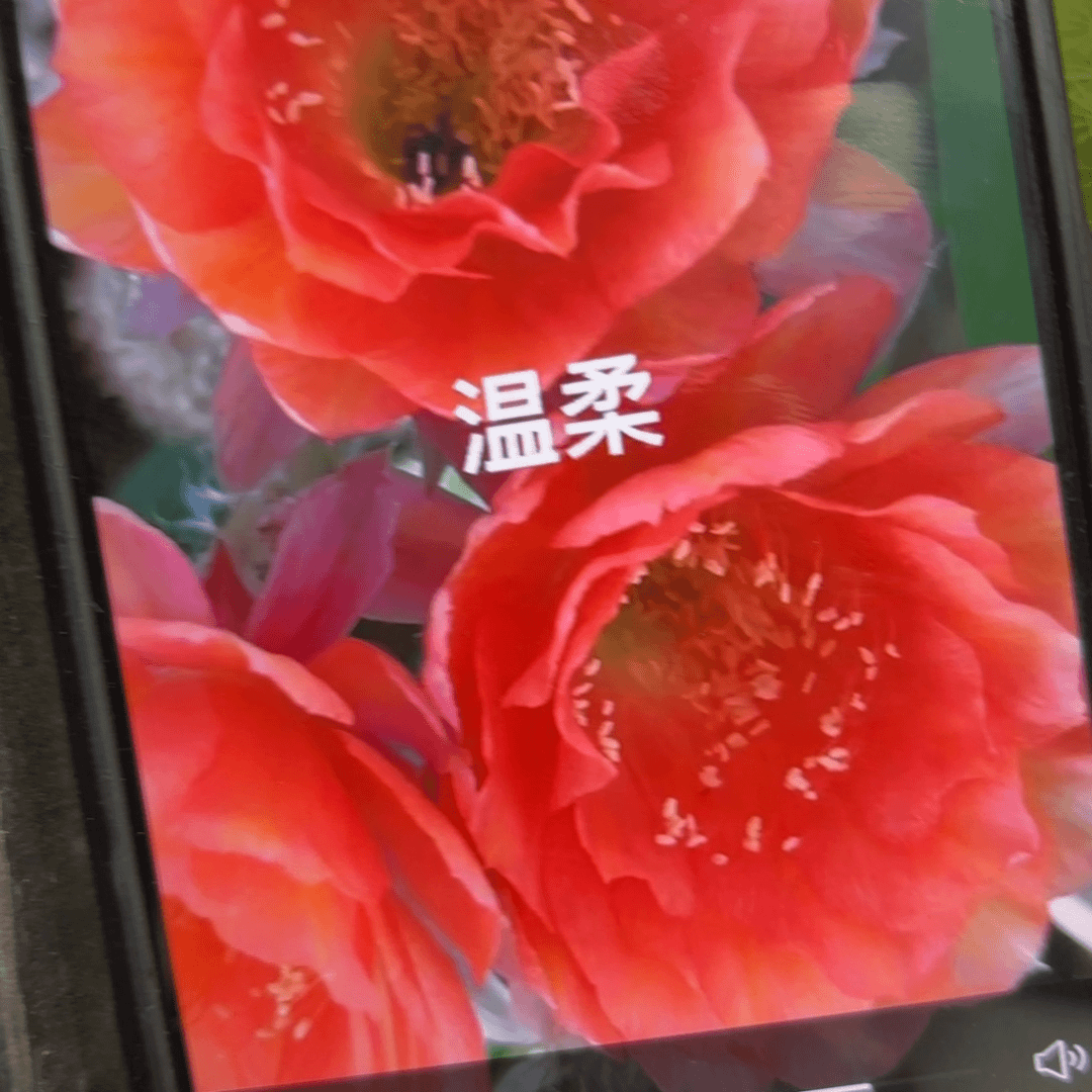 温柔彩/20包邮仙人球52