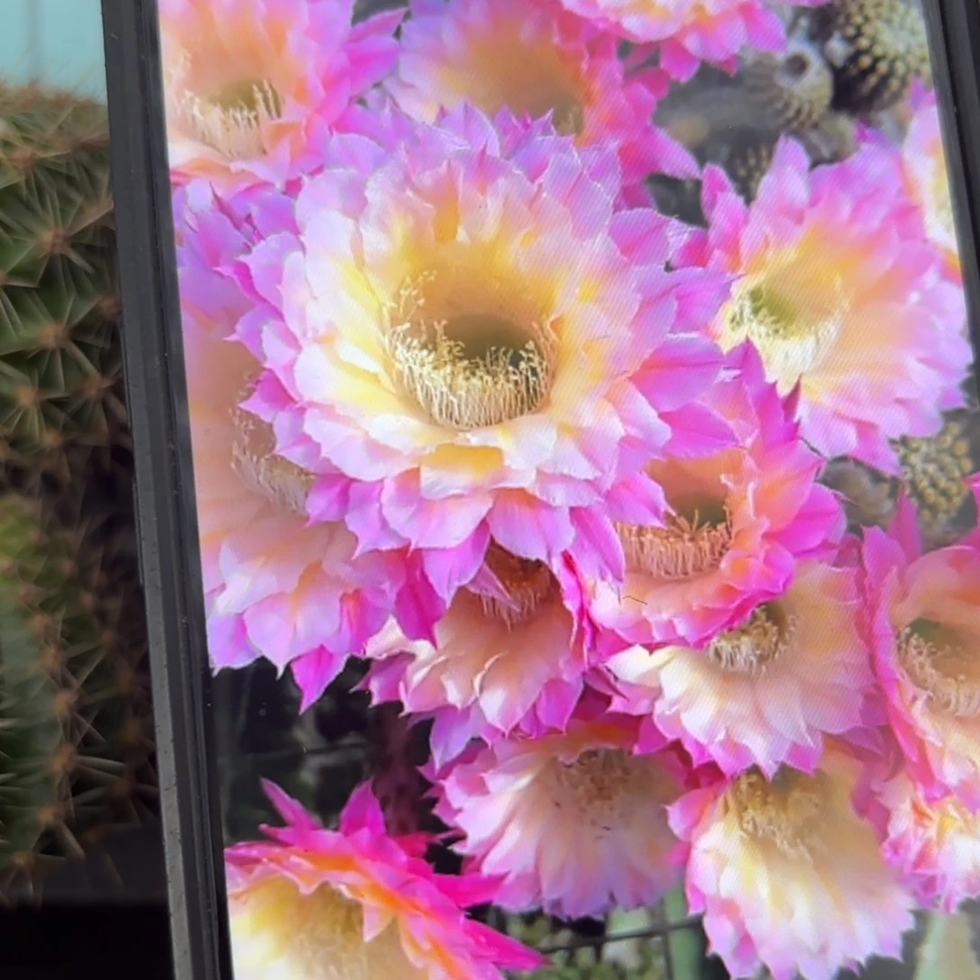 马丙瑕瑕/20包邮仙人球小36