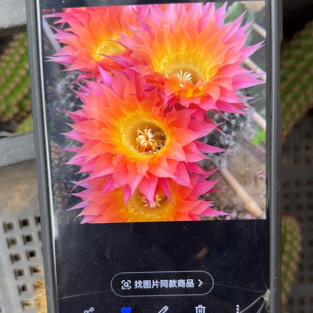 太阳神彩侧牙歪20包邮5公分左右18