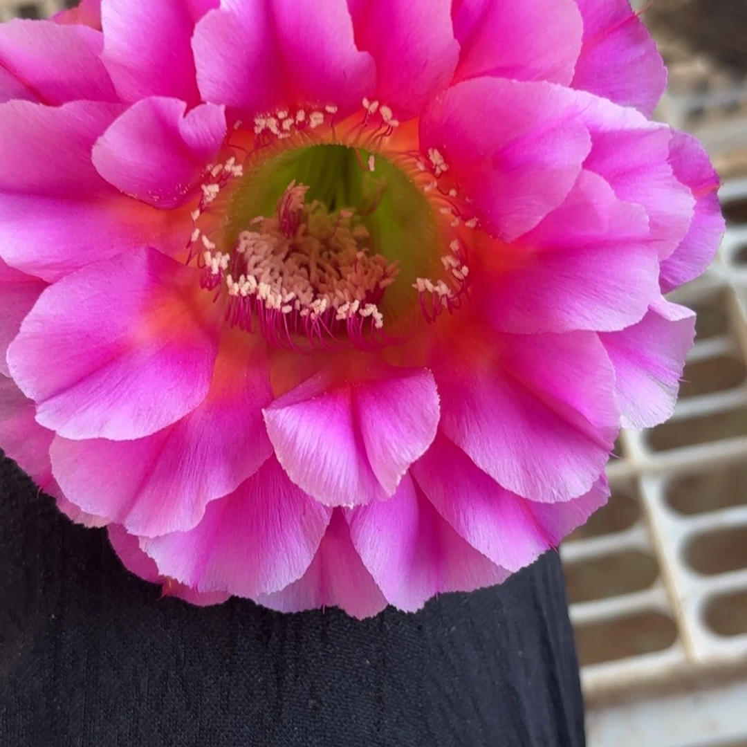 68号脱花脱土实生仙人球