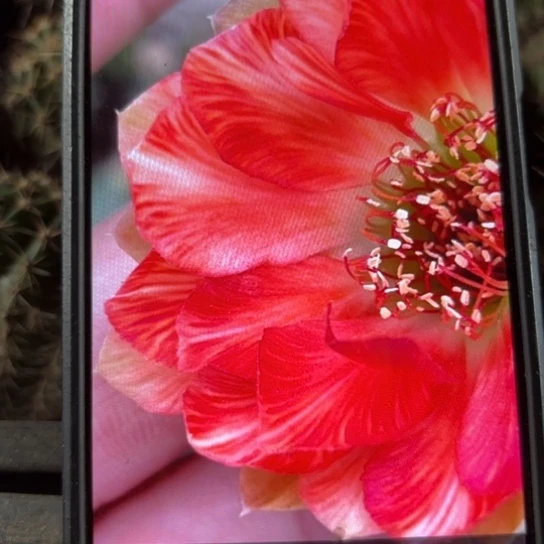 凤凰丽花瑕痴侧牙仔20包邮4公分左右30号