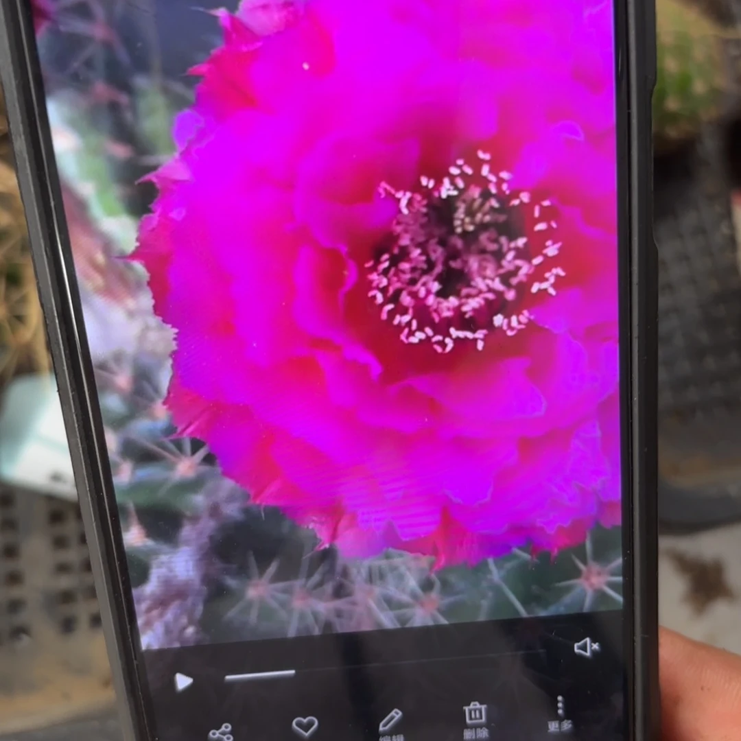 紫烟彩///20包邮仙人球50