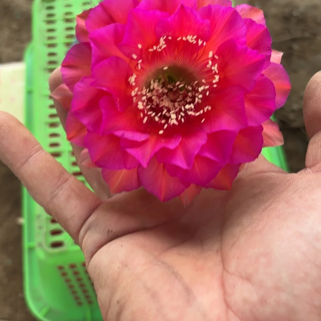 29 实生球脱花脱土