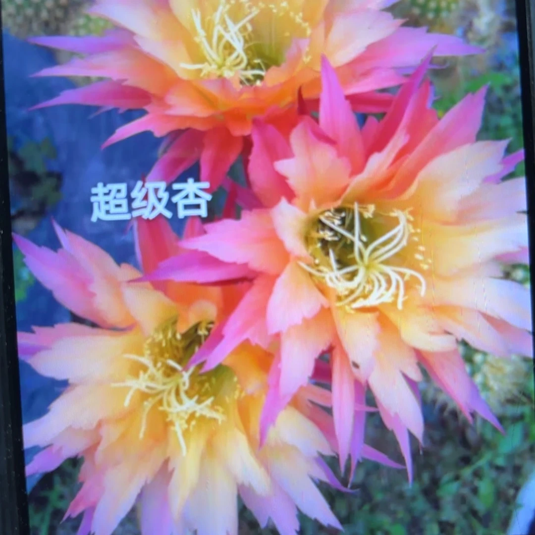 超级杏毛//侧牙歪20包邮5公分左右27
