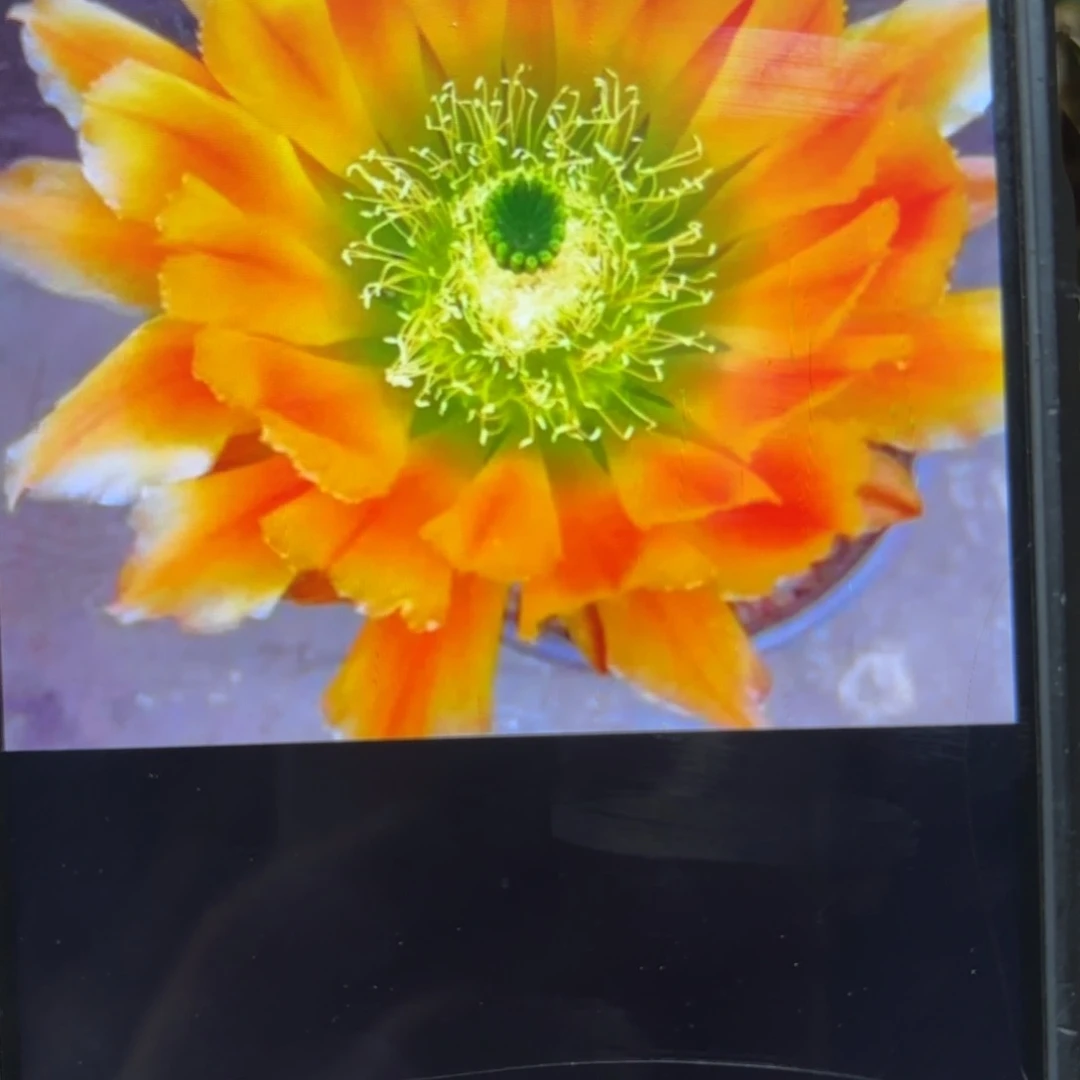 黄冠虾/侧牙歪20包邮5公分左右1