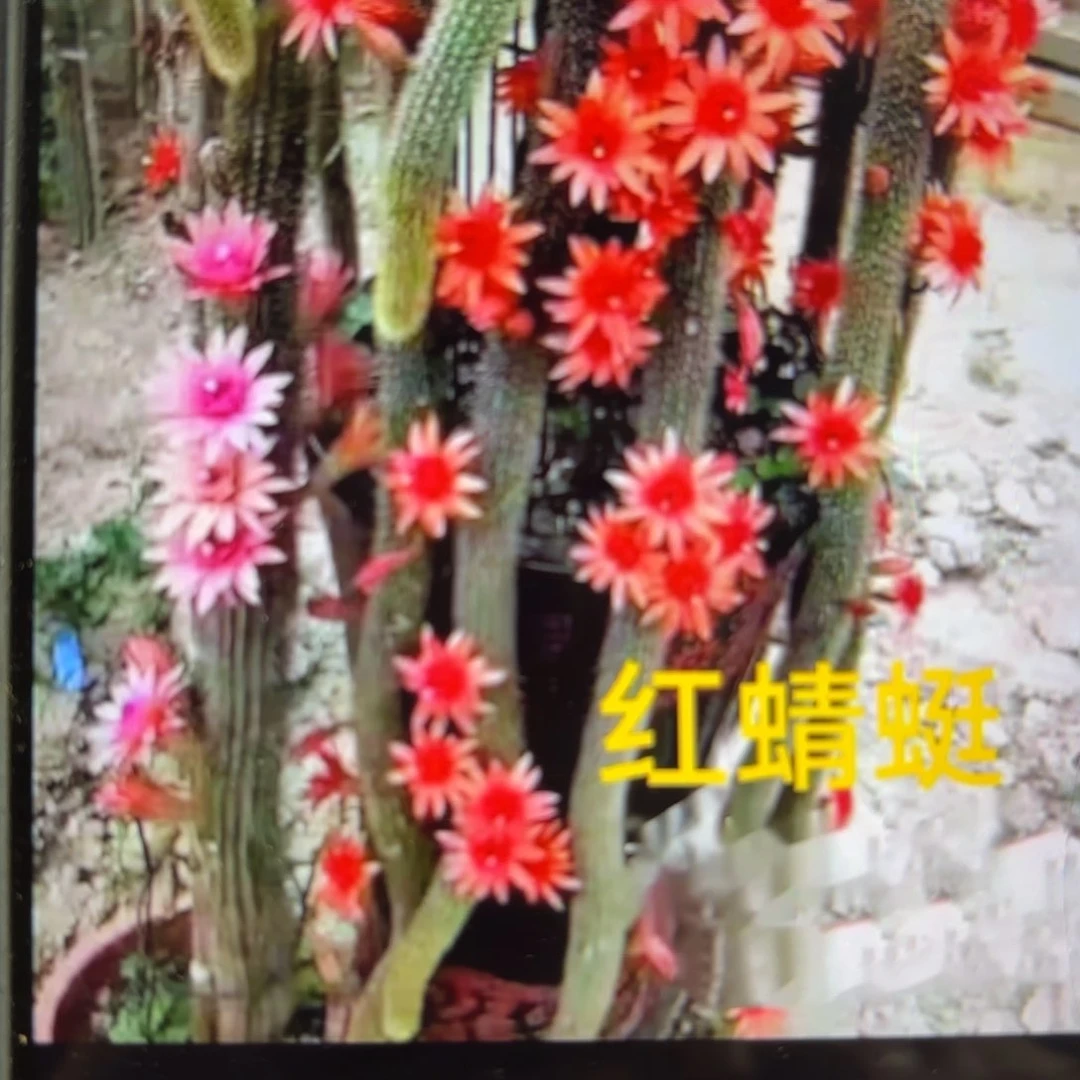 红蜻蜓2颗/侧牙歪20包邮5公分左右31