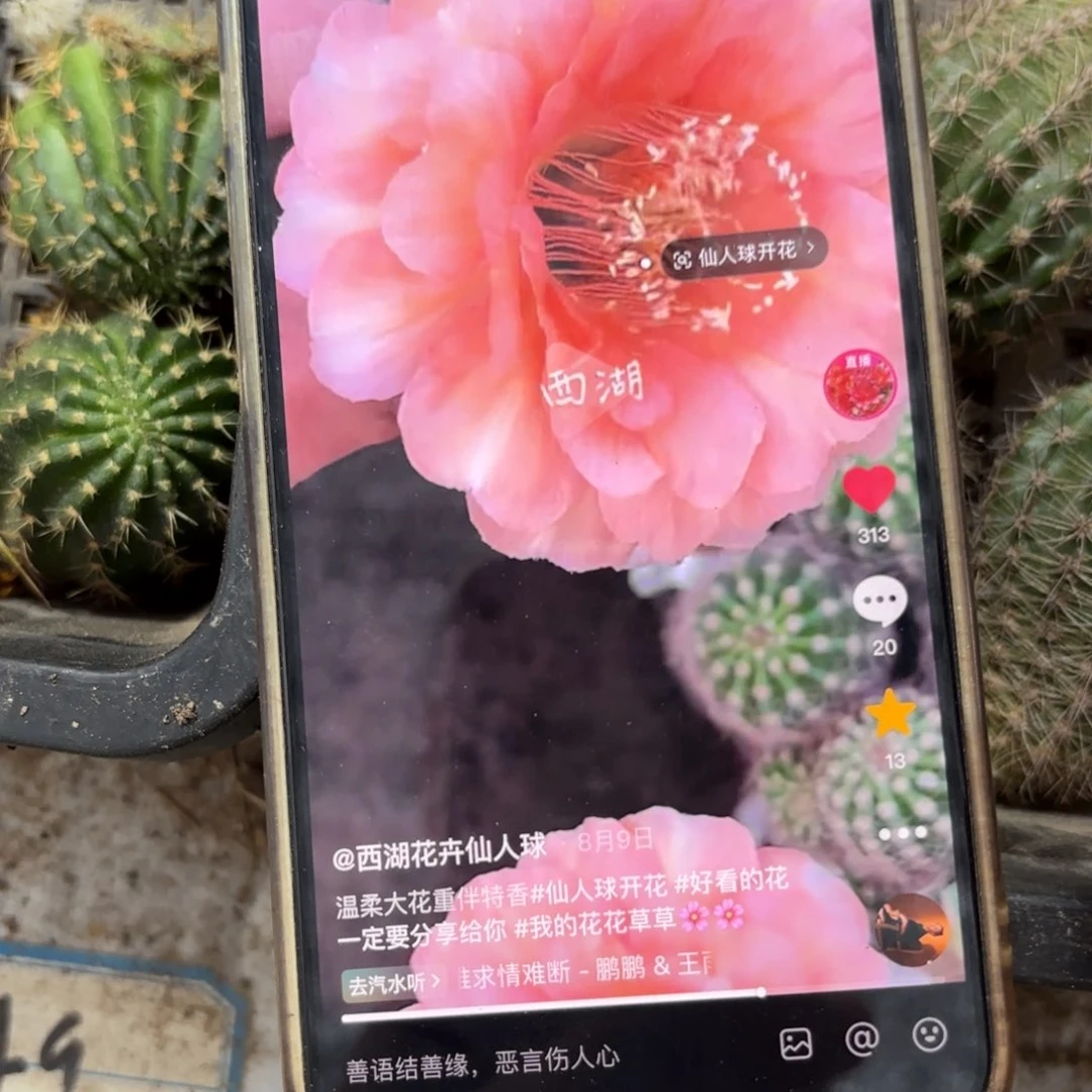 温柔彩//侧牙歪5公分左右20包邮48