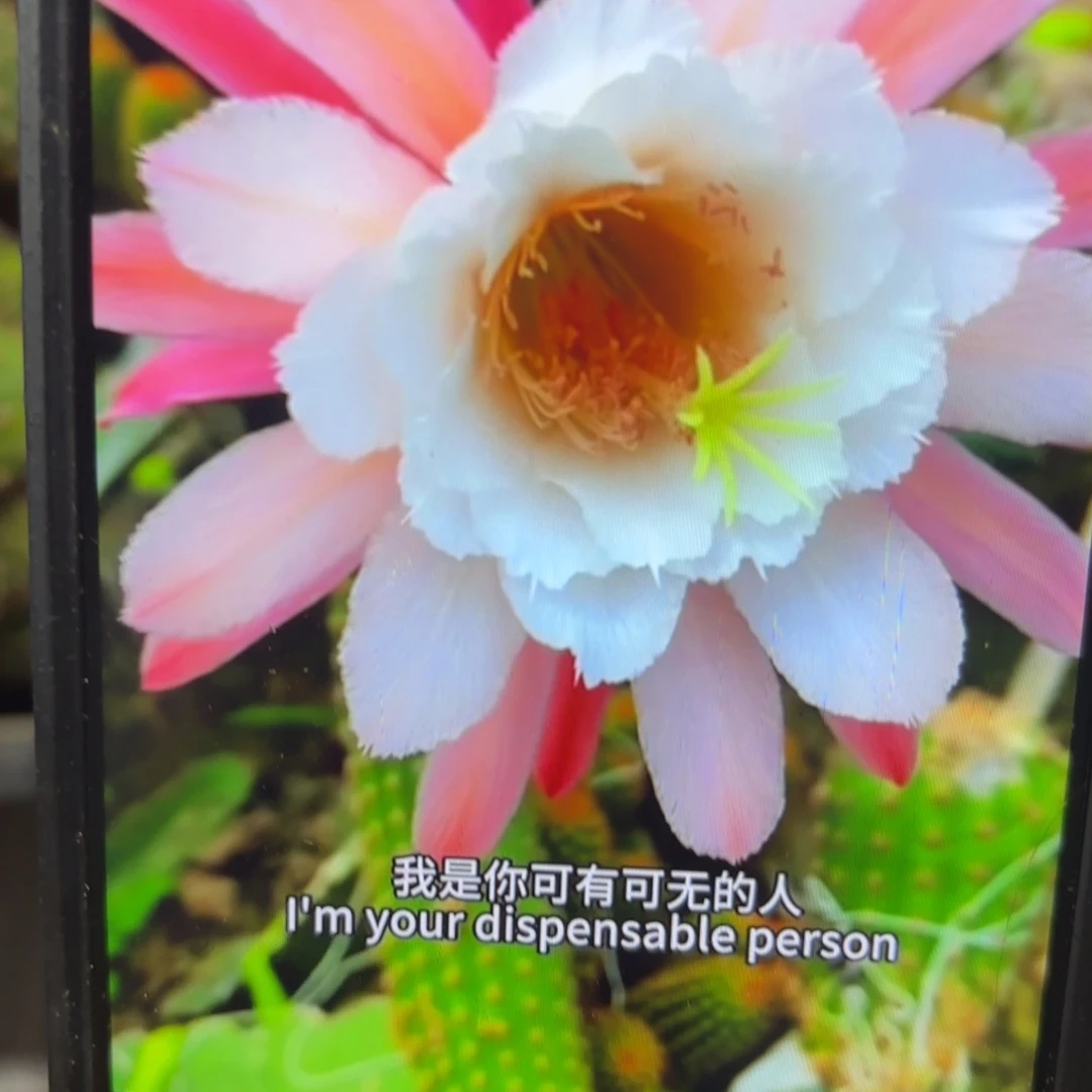 卡布奇诺金妞侧牙歪20包邮5公分左右10