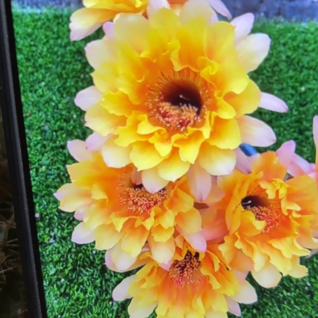 黄秀彩//侧牙歪20包邮5公分左右21