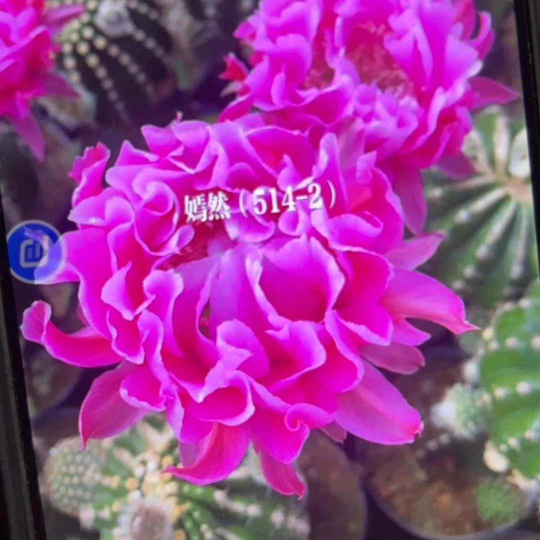 514-2彩侧牙歪20包邮5公分左右仙人球35