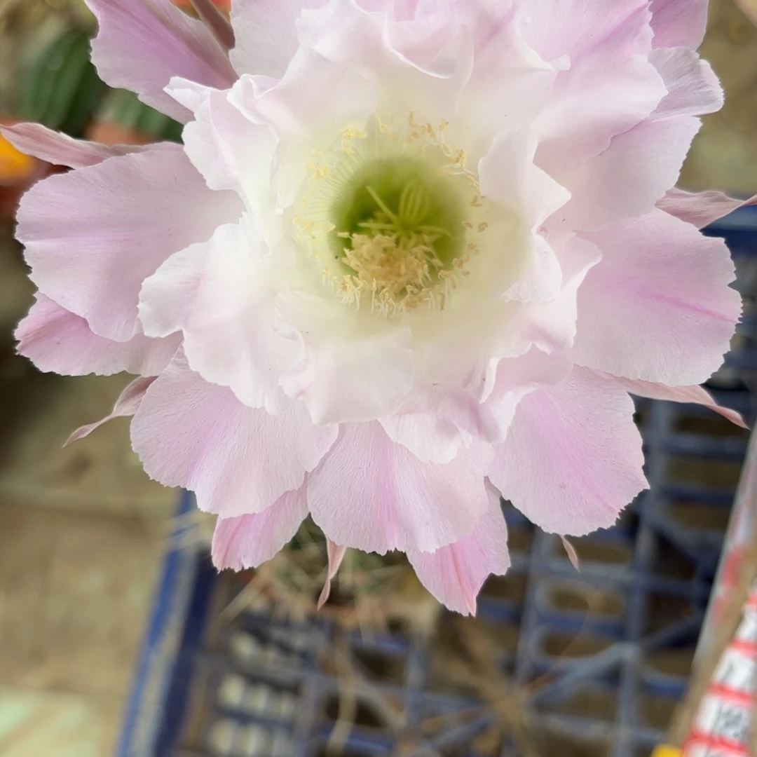 166 实生球脱花脱土