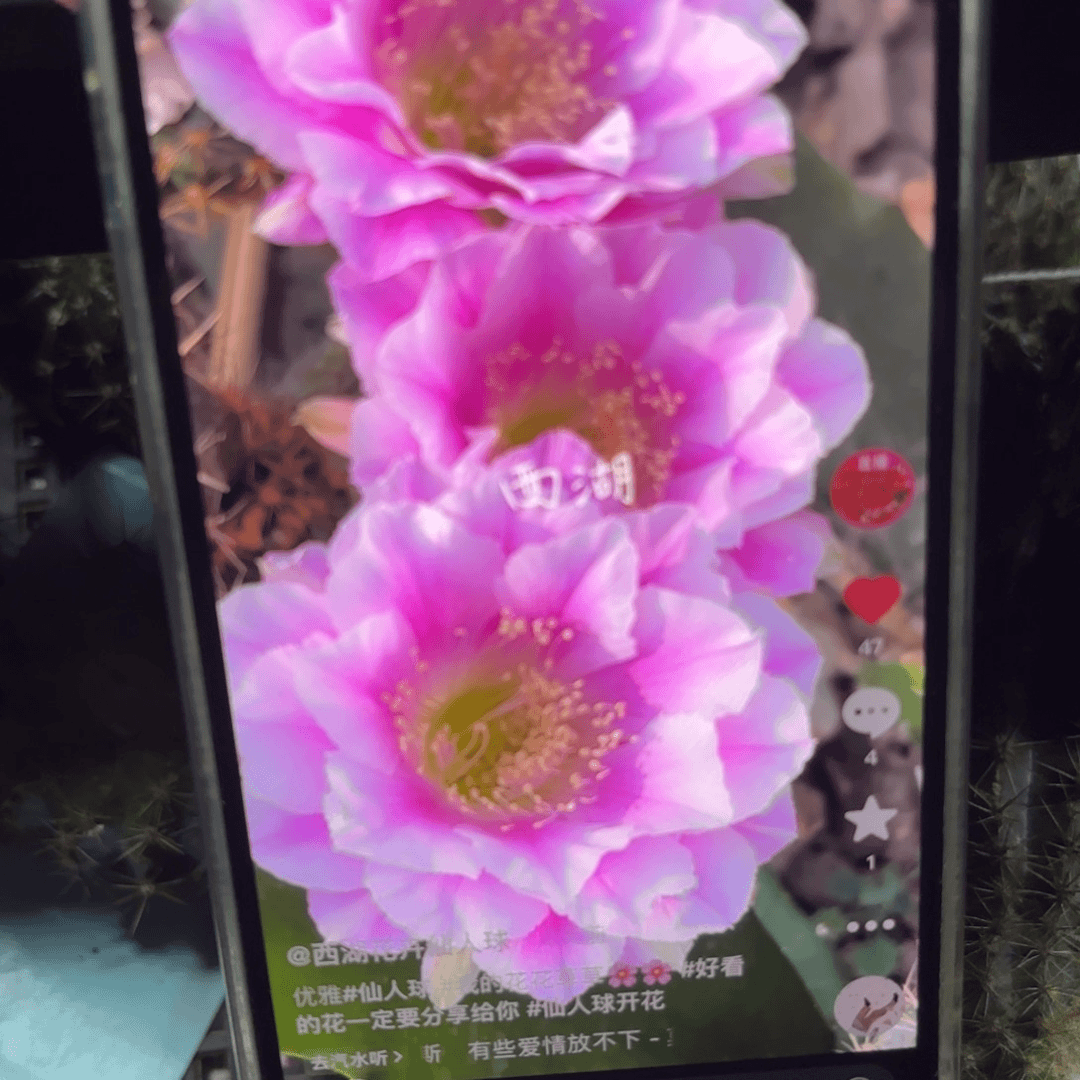 优雅芙蓉/20包邮/仙人球19