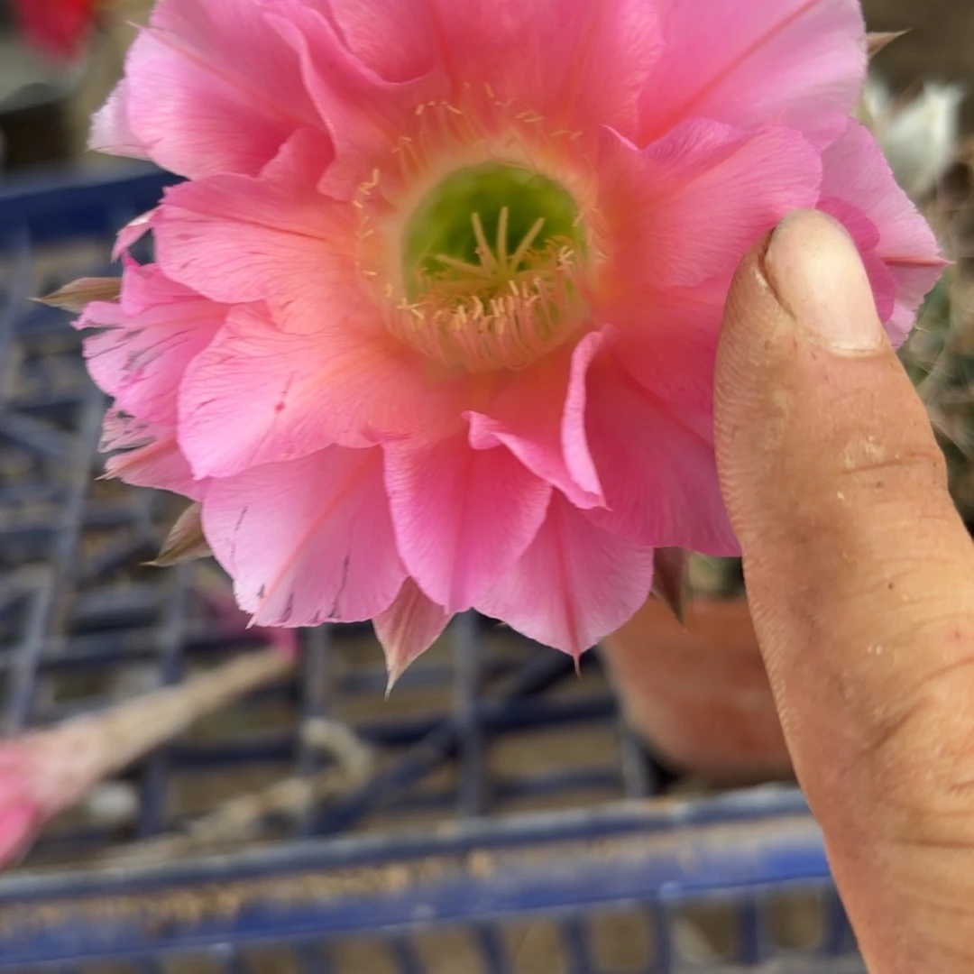 268 实生球20包邮脱花脱土