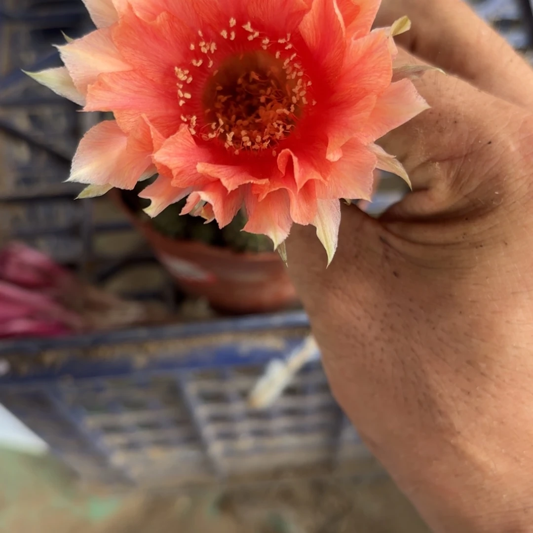 355 实生球20包邮脱花脱土