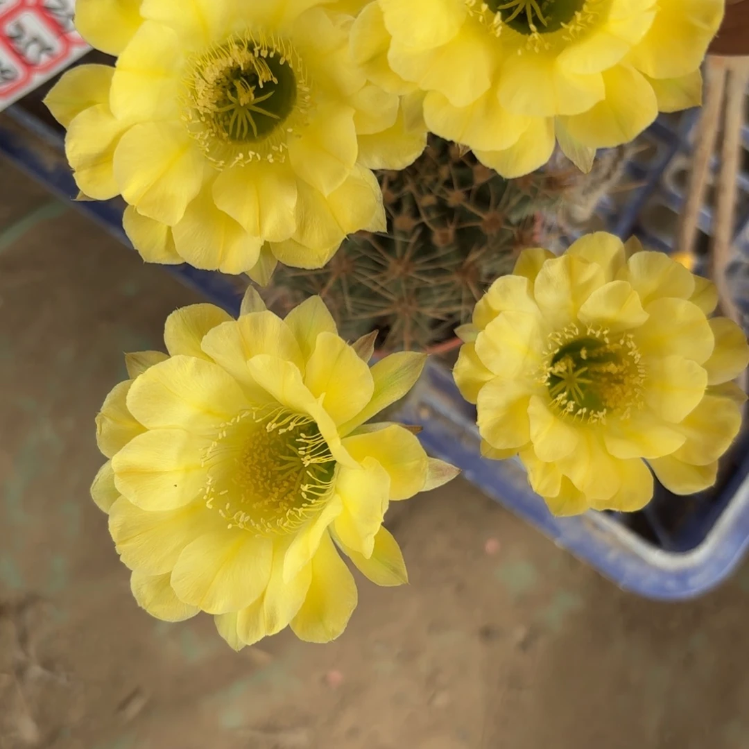 237 实生20包邮脱花脱土
