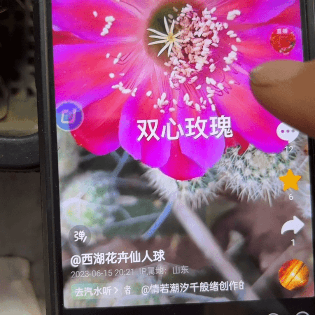 双心玫瑰/29 20包邮仙人球