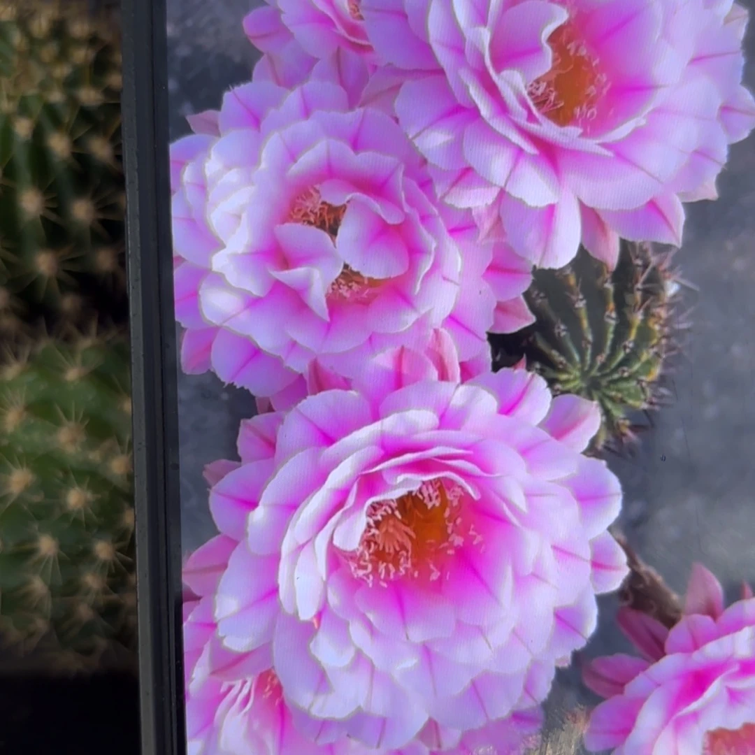 一路莲花彩/侧牙歪20包邮4公分左右地里