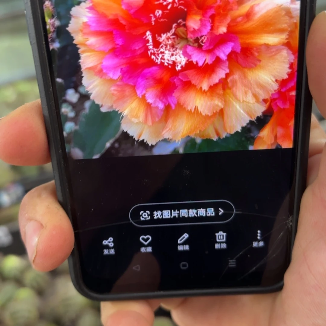 琉璃盏20包邮仙人球36