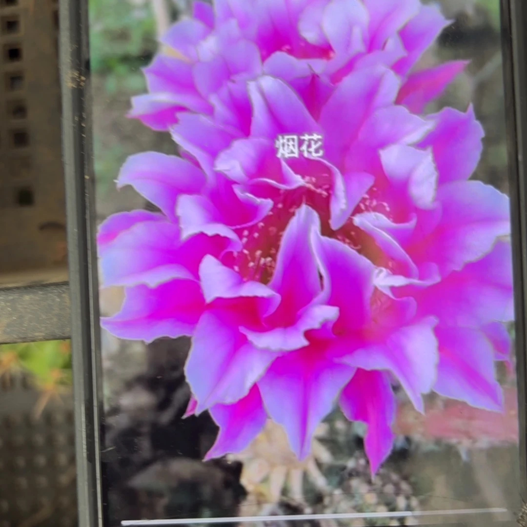 烟花彩/侧牙歪20包邮5公分左右16