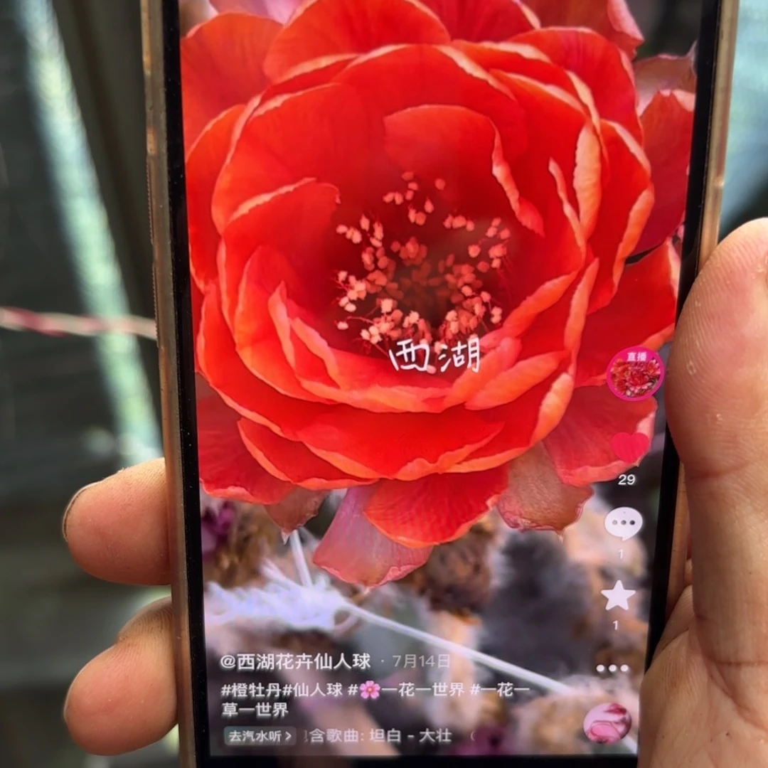 橙牡丹丽花//侧牙歪28包邮5公分左右22