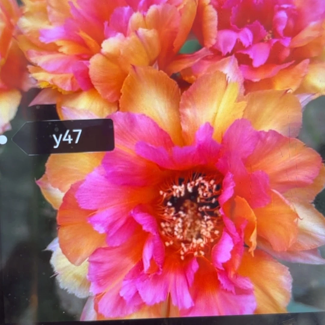 Y47彩/侧牙歪20包邮5公分左右39