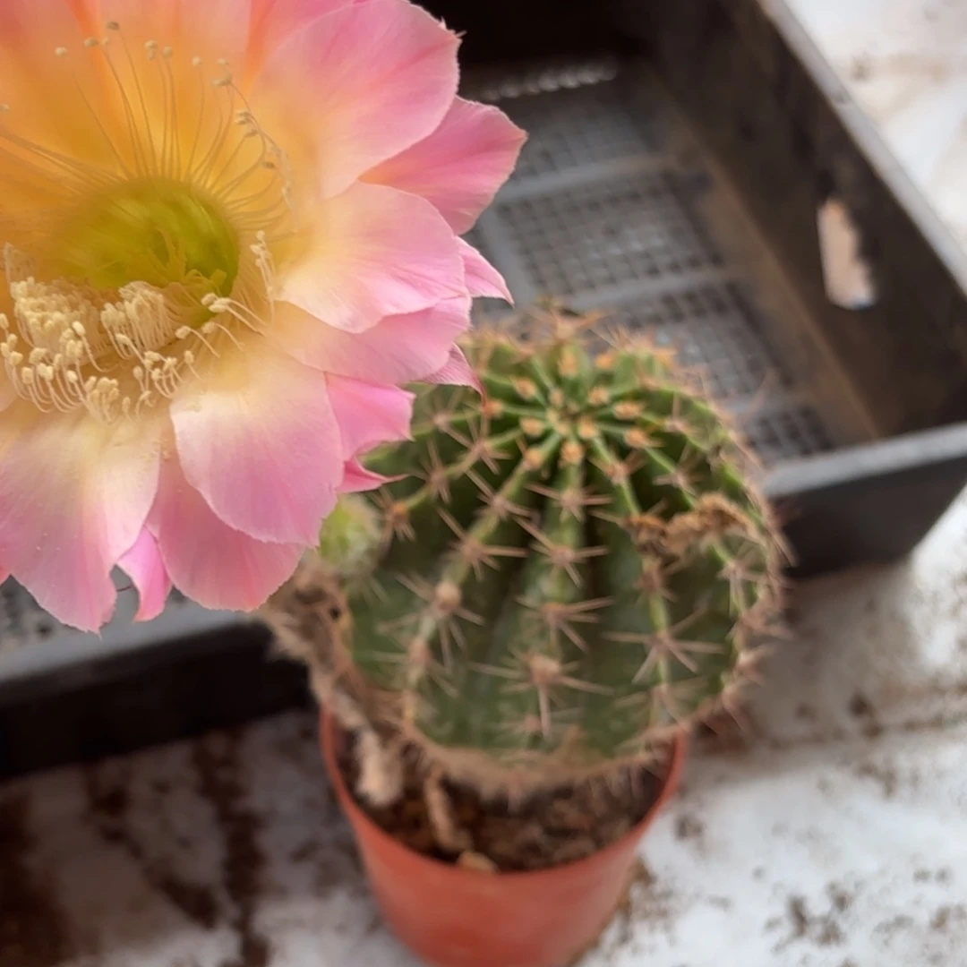 219 号摘花脱土20包邮