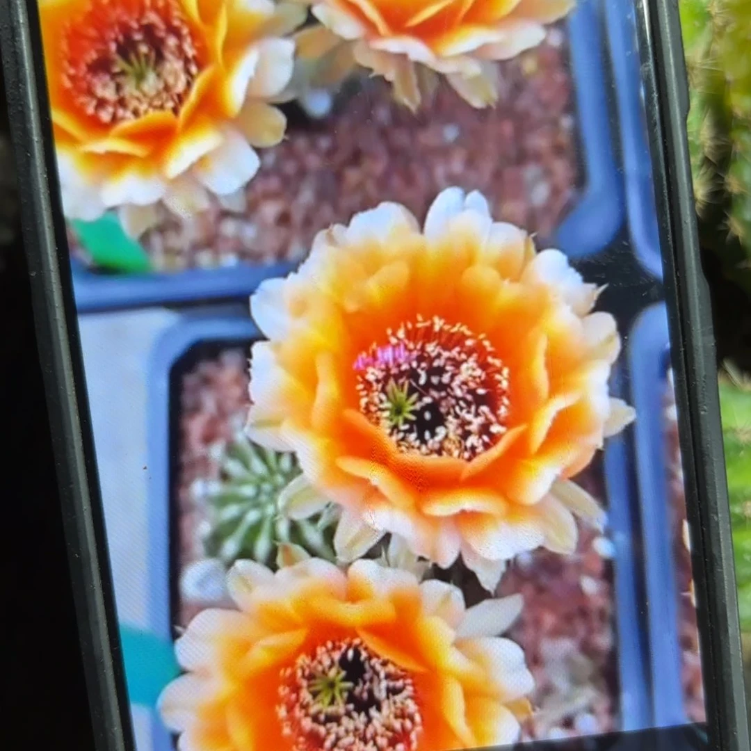 鹅黄金刚侧牙歪20包邮5公分左右27