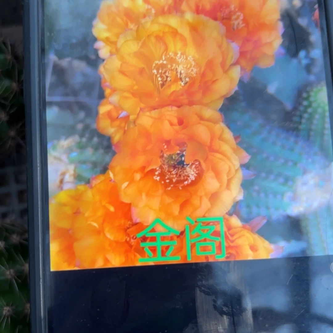 金阁彩/侧牙歪20包邮5公分左右30