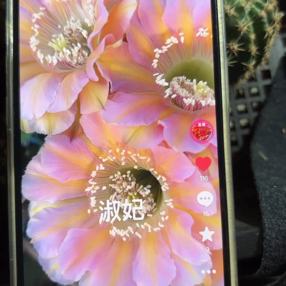 淑妃彩/-侧牙歪20包邮5公分左右36