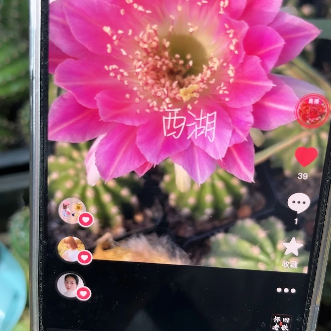 阿尔特码丽花///20包邮仙人球11