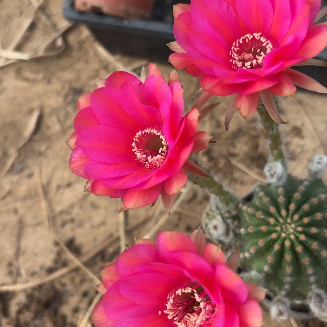 472 实生20包邮脱花脱土
