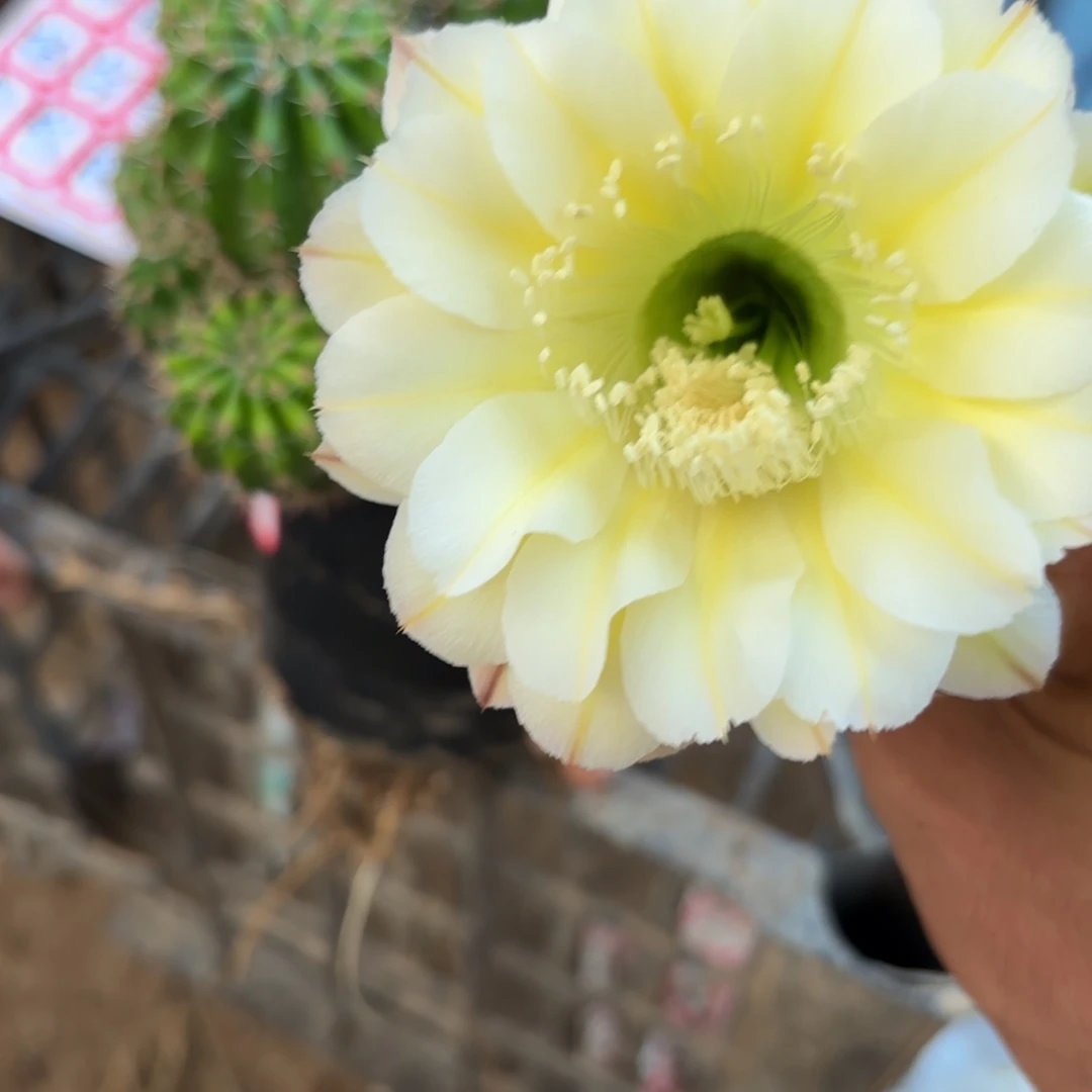 6号实生侧牙2公分左右