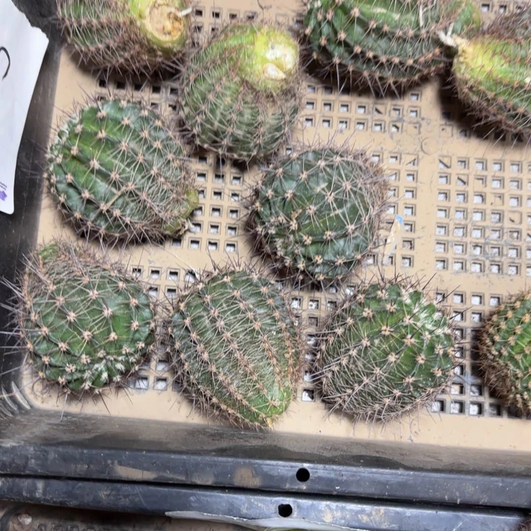 16-3 侧牙歪20包邮5公分左右11