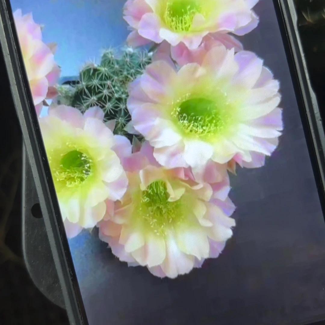 水蜜桃彩/侧牙歪20包邮5公分左右仙人球24