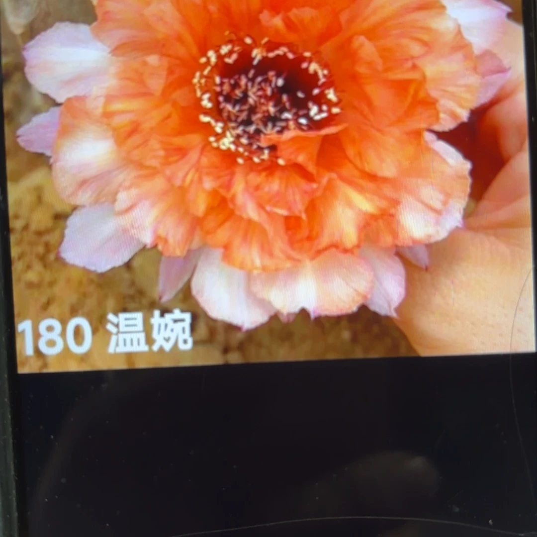 温婉彩/侧牙仔20包邮5公分左右41