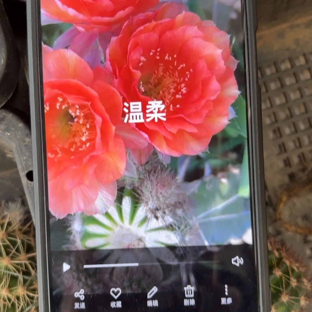 温柔彩/20包邮仙人球52