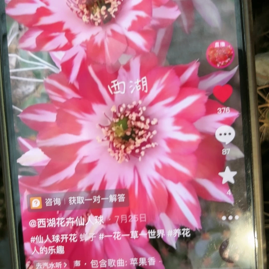 蝉衣丽花侧牙歪20包邮5公分左右仙人球45