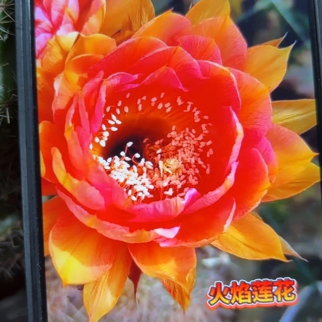 火焰莲花彩/侧牙歪20包邮32