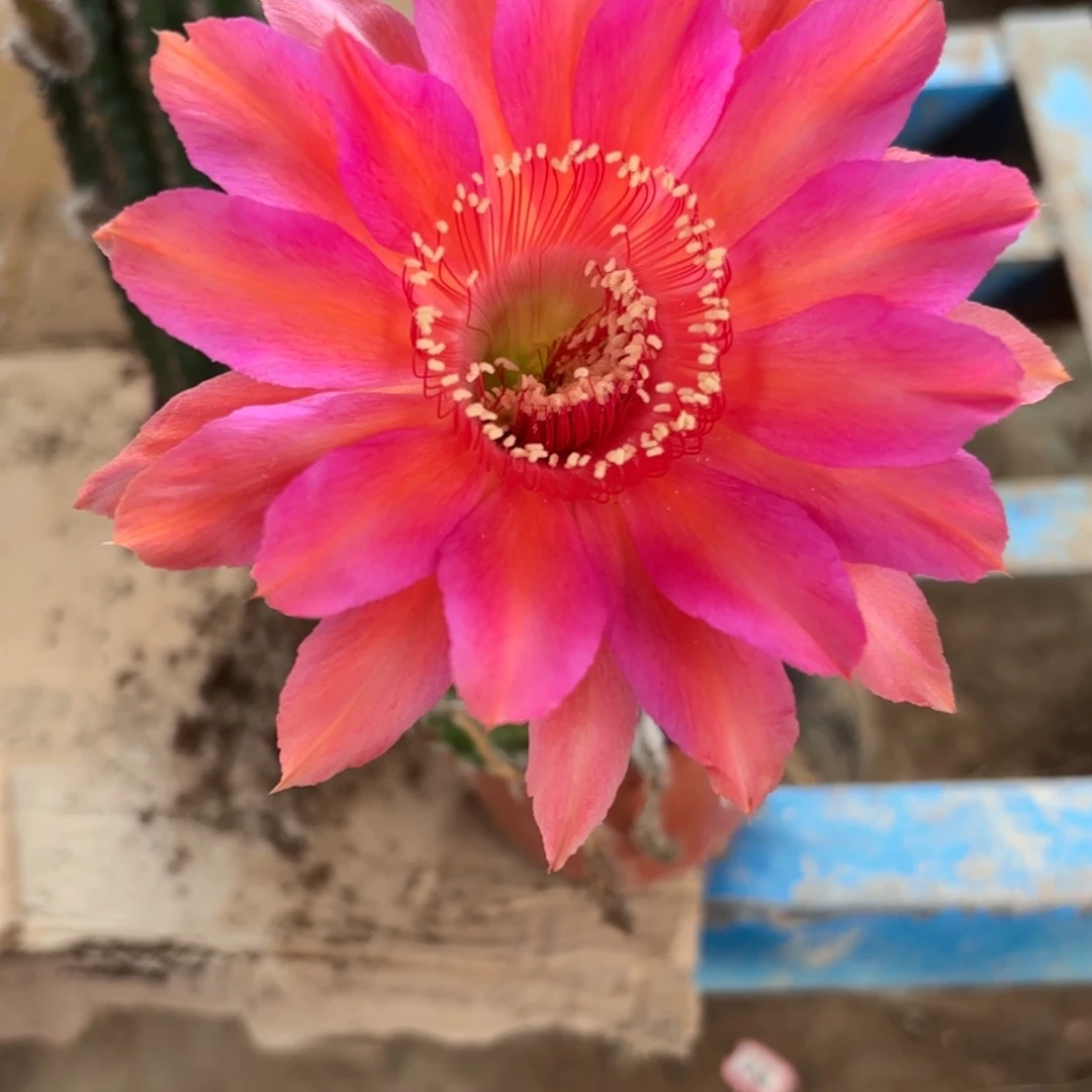 50 实生球脱花脱土