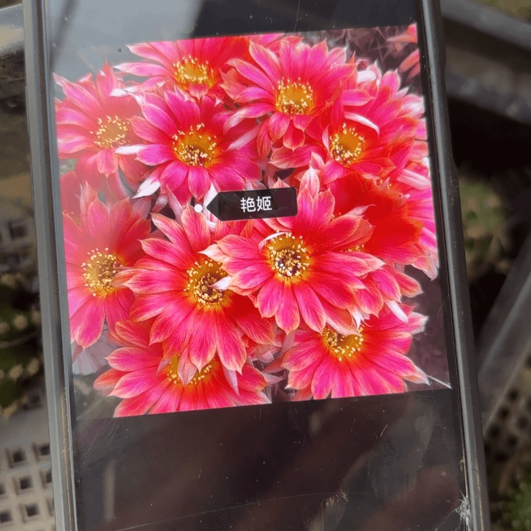 艳姬2课/20包邮仙人球/54