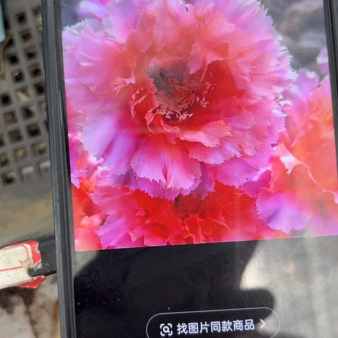 魅羽彩//20包邮仙人球8