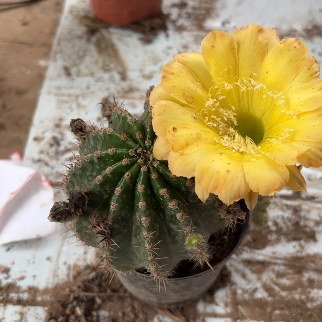 15 实生球20包邮脱花脱土