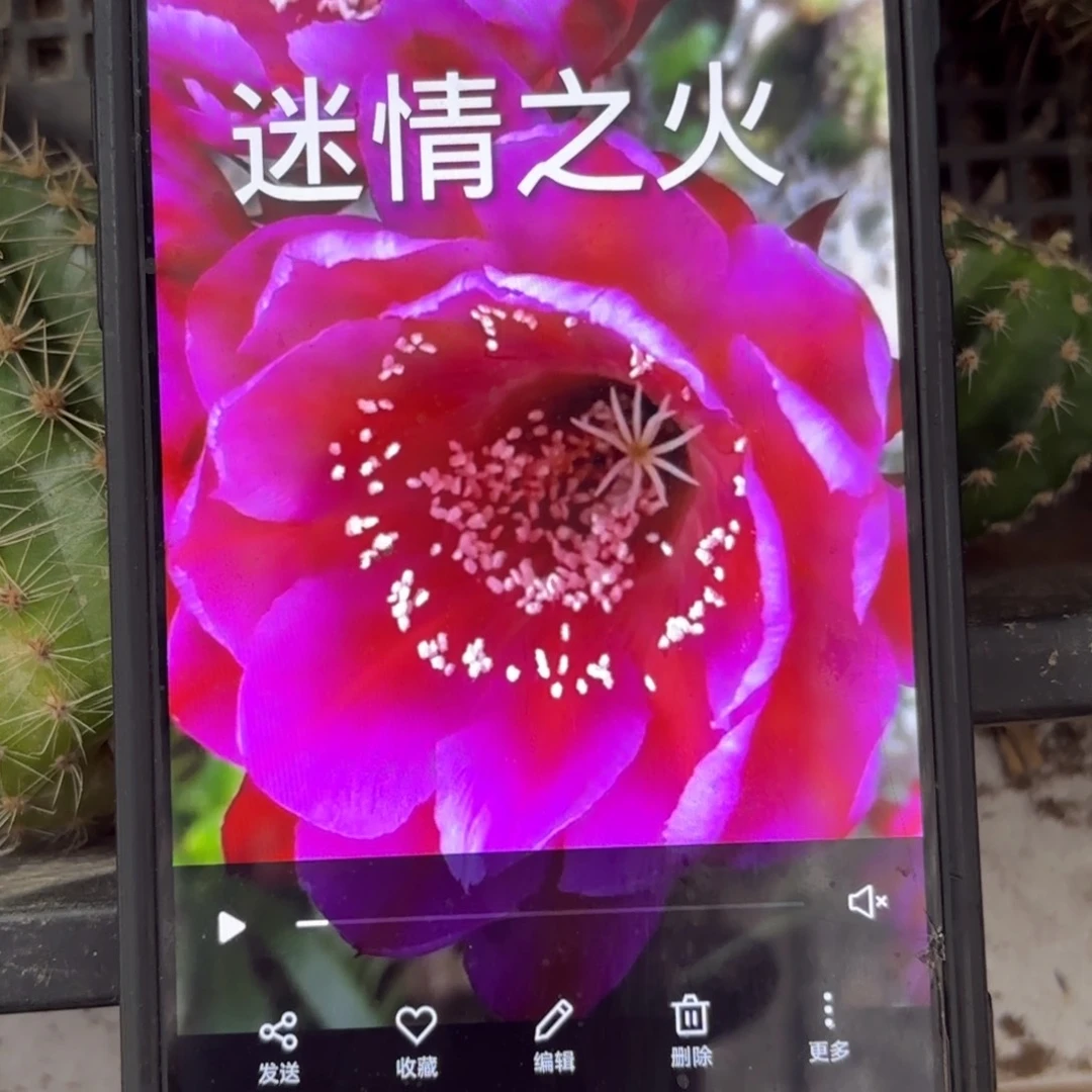 迷情之火彩/侧牙歪20包邮5公分左右32