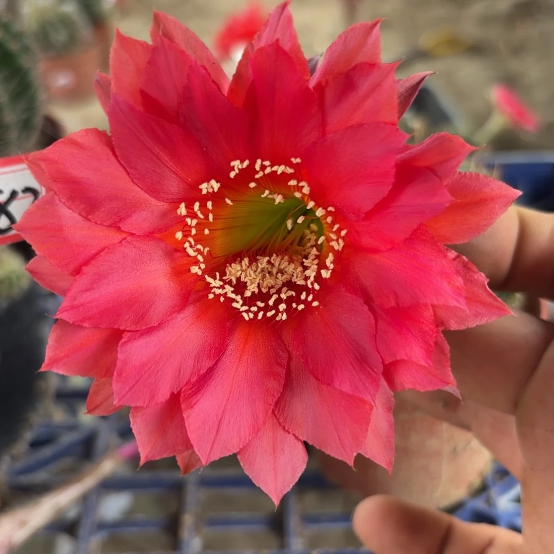 282 实生球20包邮脱花脱土