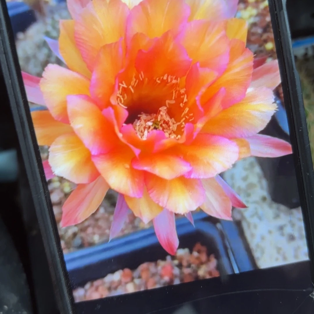 财神彩//20包邮仙人球35