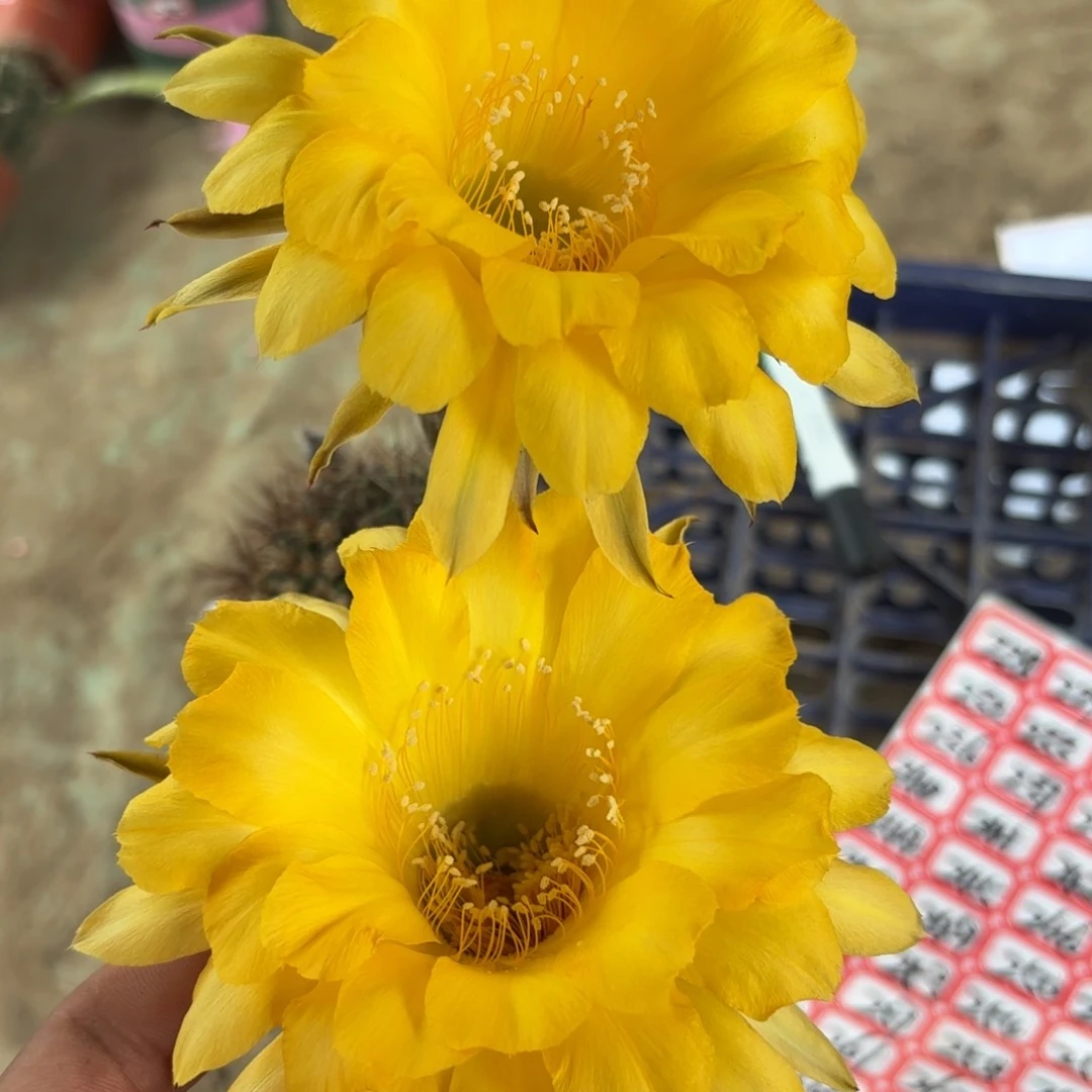 228 实生20包邮脱花脱土