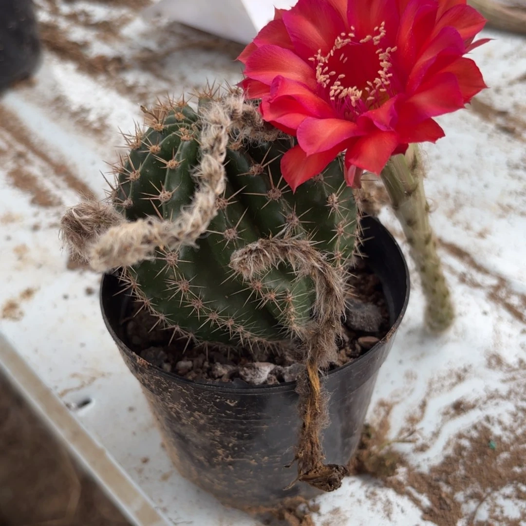 86 实生球20包邮脱花脱土