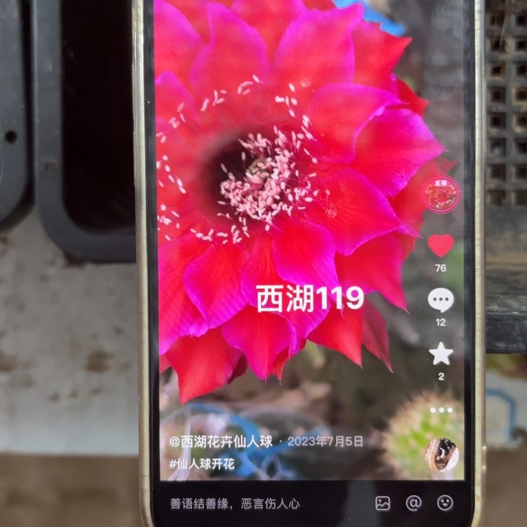 贵妃醉彩/侧牙歪5公分左右20包邮36
