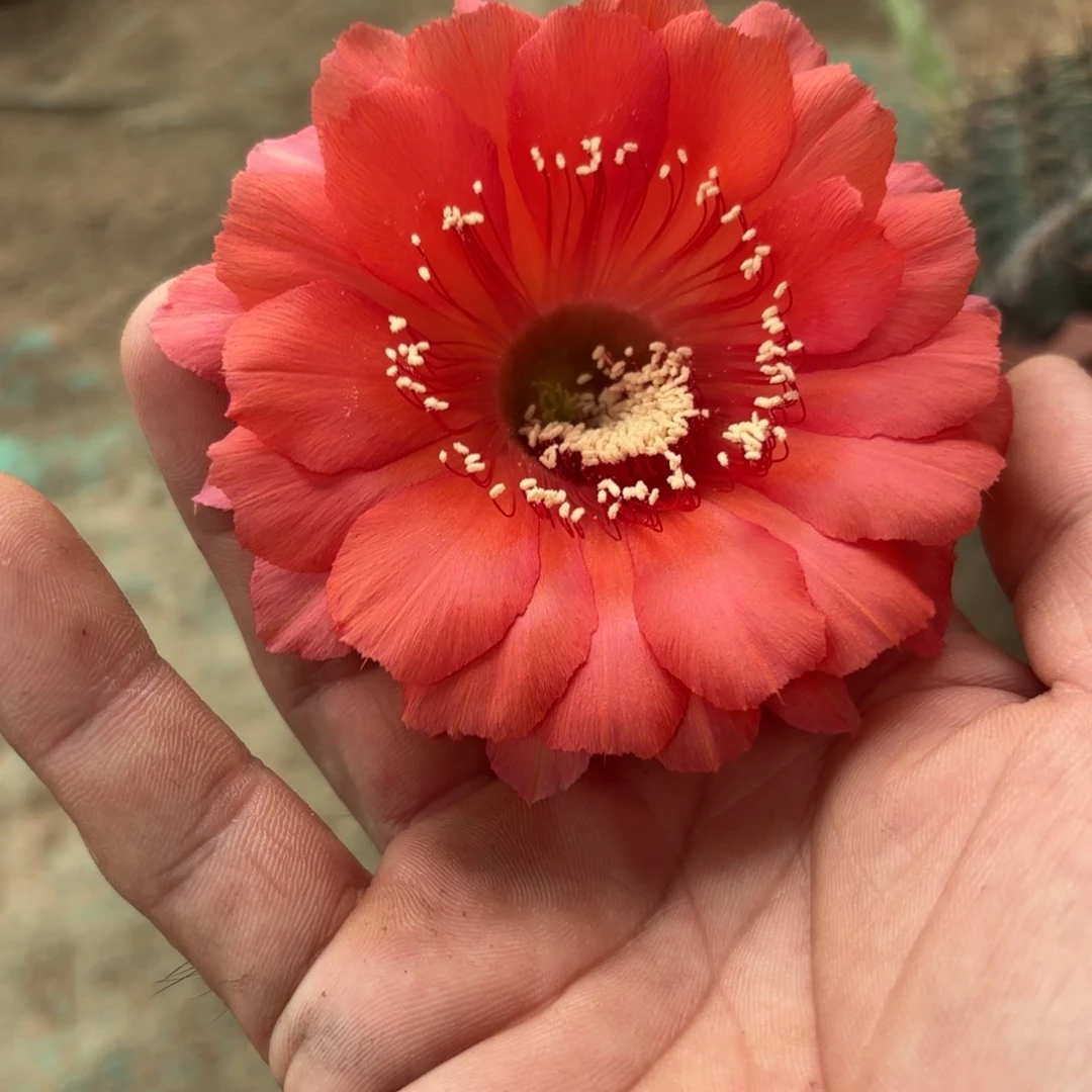 4 实生球脱花脱土