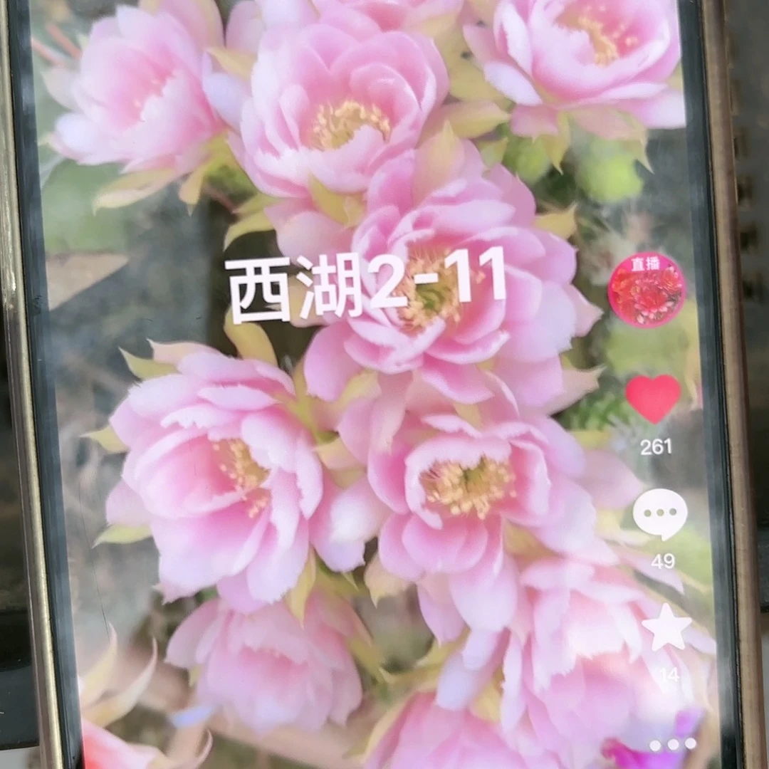 2-11丽花-侧牙歪20包邮5公分左右仙人球41